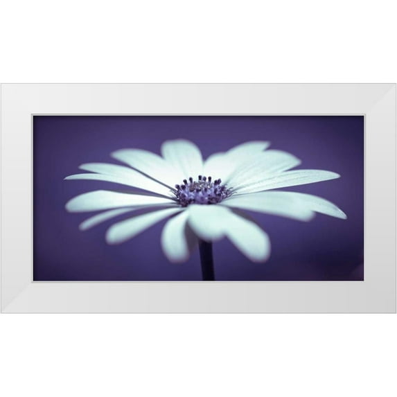 Frank, Assaf 18x11 White Modern Wood Framed Museum Art Print Titled - Daisy Flower