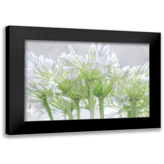 Frank, Assaf 18x13 Black Modern Framed Museum Art Print Titled - African Lily I