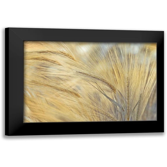 Frank, Assaf 18x13 Black Modern Framed Museum Art Print Titled - Foxtail