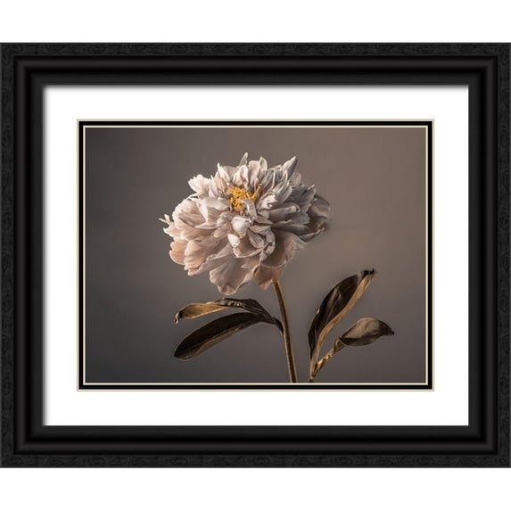 Frank, Assaf 18x15 Black Ornate Wood Framed with Double Matting Museum Art Print Titled - Peony flower