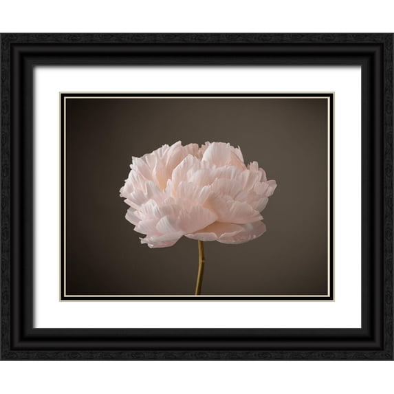 Frank, Assaf 18x15 Black Ornate Wood Framed with Double Matting Museum Art Print Titled - Peony flower