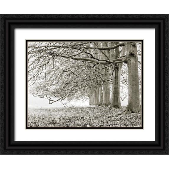 Frank, Assaf 18x15 Black Ornate Wood Framed with Double Matting Museum Art Print Titled - Trees in a row