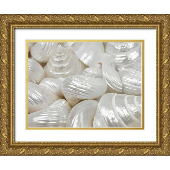 Frank, Assaf 18x15 Gold Ornate Wood Framed with Double Matting Museum Art Print Titled - Mixed pearly sea shells close-up