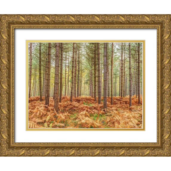 Frank, Assaf 18x15 Gold Ornate Wood Framed with Double Matting Museum Art Print Titled - Tall trees in Autumn forest