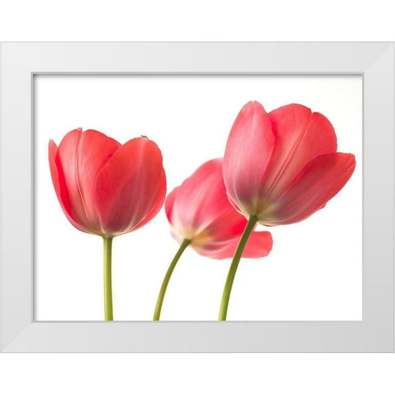Frank, Assaf 18x15 White Modern Wood Framed Museum Art Print Titled - Red Tulips