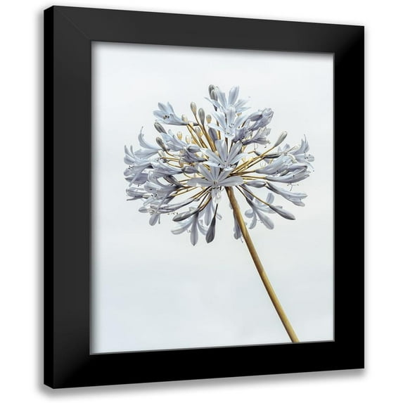 Frank, Assaf 19x24 Black Modern Framed Museum Art Print Titled - African Lily flower