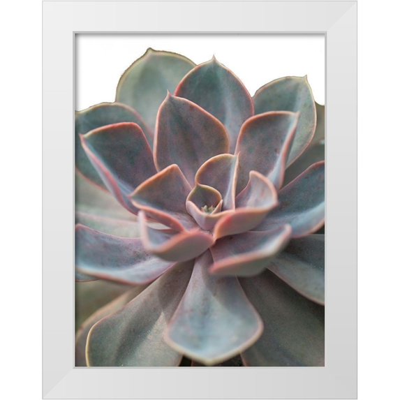 Frank, Assaf 19x24 White Modern Wood Framed Museum Art Print Titled - Close-up of Echeveria flower