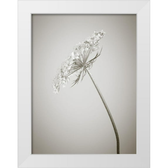 Frank, Assaf 19x24 White Modern Wood Framed Museum Art Print Titled - Cow parsley flower