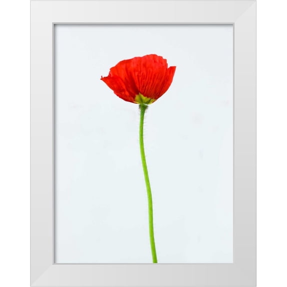 Frank, Assaf 19x24 White Modern Wood Framed Museum Art Print Titled - Single poppy flower