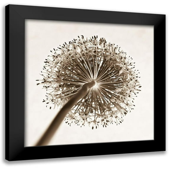 Frank, Assaf 20x20 Black Modern Framed Museum Art Print Titled - Allium flower, close-up