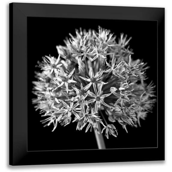 Frank, Assaf 20x20 Black Modern Framed Museum Art Print Titled - FTBR 1134 Allium B-W
