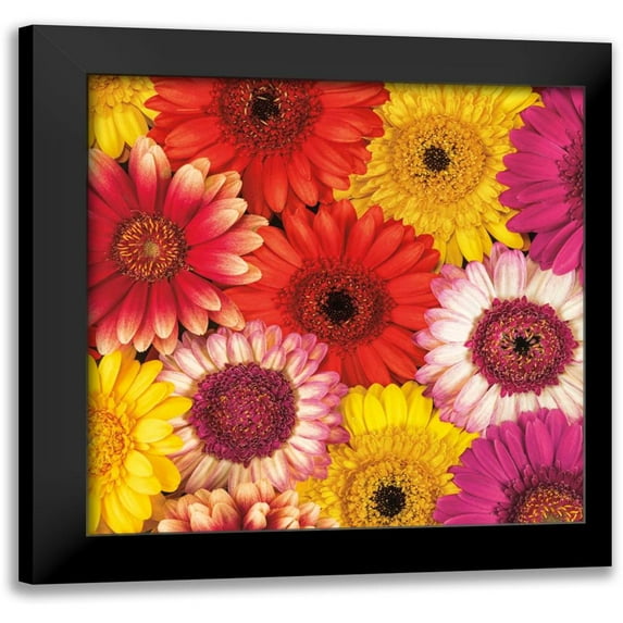 Frank, Assaf 20x20 Black Modern Framed Museum Art Print Titled - Splash of Color II