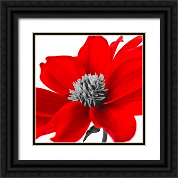 Frank, Assaf 20x20 Black Ornate Wood Framed with Double Matting Museum Art Print Titled - AF20110714 Dahlia 107C15