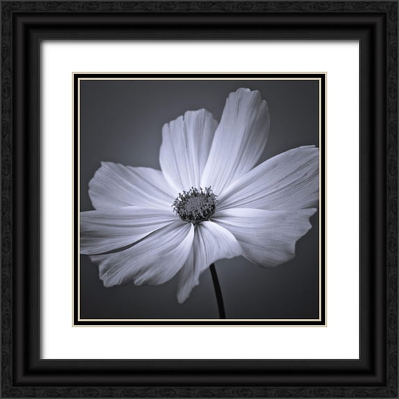 Frank, Assaf 20x20 Black Ornate Wood Framed with Double Matting Museum Art Print Titled - Cosmos flower