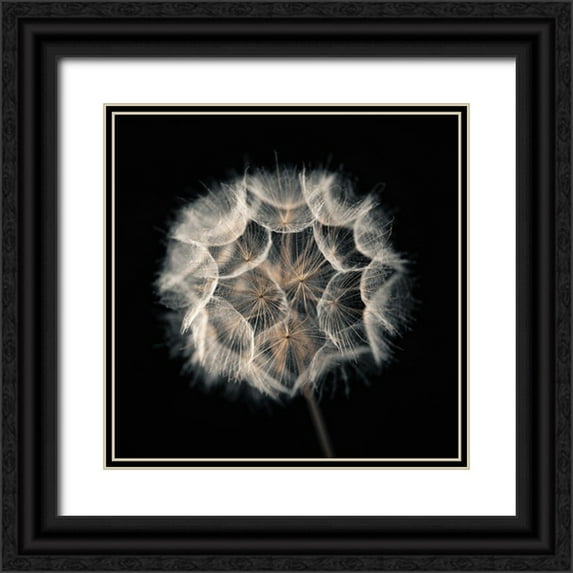 Frank, Assaf 20x20 Black Ornate Wood Framed with Double Matting Museum Art Print Titled - Dandelion Clock on black background
