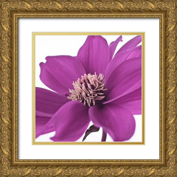 Frank, Assaf 20x20 Gold Ornate Wood Framed with Double Matting Museum Art Print Titled - AF20110714 Dahlia 107C16