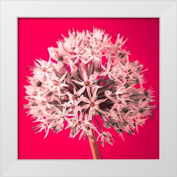 Frank, Assaf 20x20 White Modern Wood Framed Museum Art Print Titled - AF20100605 Alliums 157 RedC05
