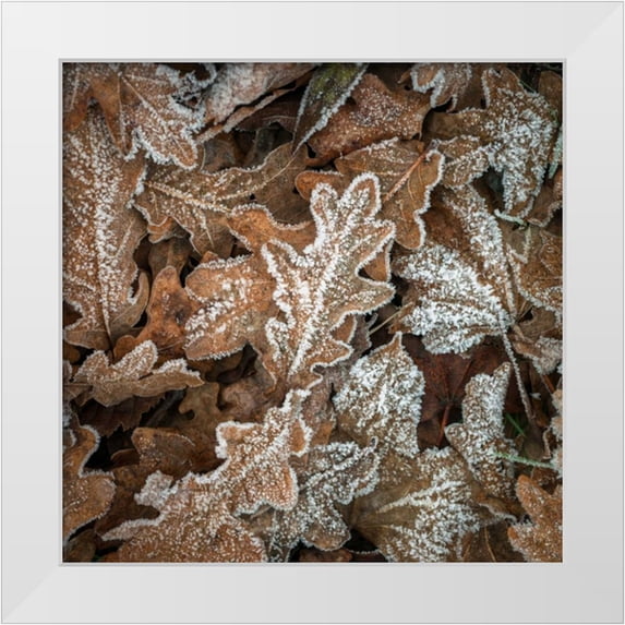 Frank, Assaf 20x20 White Modern Wood Framed Museum Art Print Titled - Frosty cow parsley