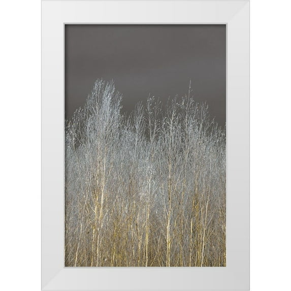 Frank, Assaf 23x32 White Modern Wood Framed Museum Art Print Titled - Silver Forest II