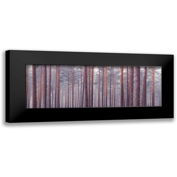 Frank, Assaf 24x11 Black Modern Framed Museum Art Print Titled - Tree trunks