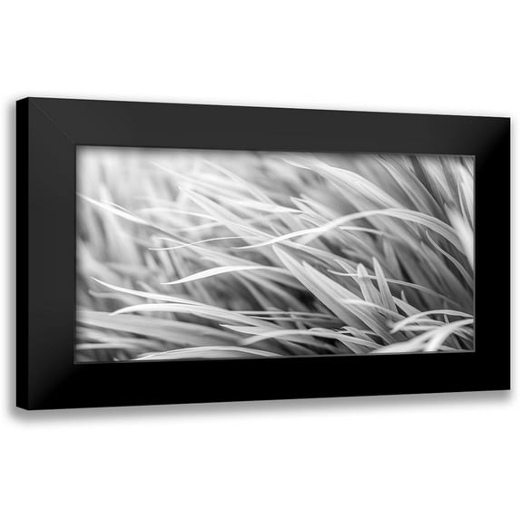 Frank, Assaf 24x14 Black Modern Framed Museum Art Print Titled - Flowing Grass