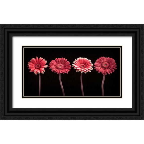 Frank, Assaf 24x14 Black Ornate Wood Framed with Double Matting Museum Art Print Titled - AF20120902 Gerberas 059C22