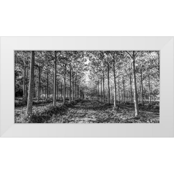Frank, Assaf 24x14 White Modern Wood Framed Museum Art Print Titled - Pathway through trees in forest