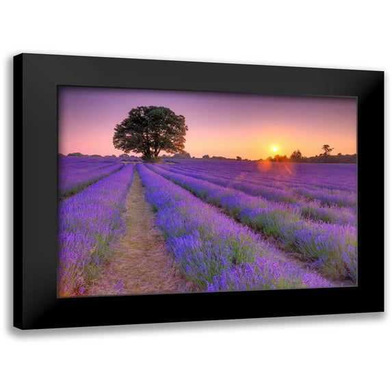 Frank, Assaf 24x18 Black Modern Framed Museum Art Print Titled - Lavender field at sunset