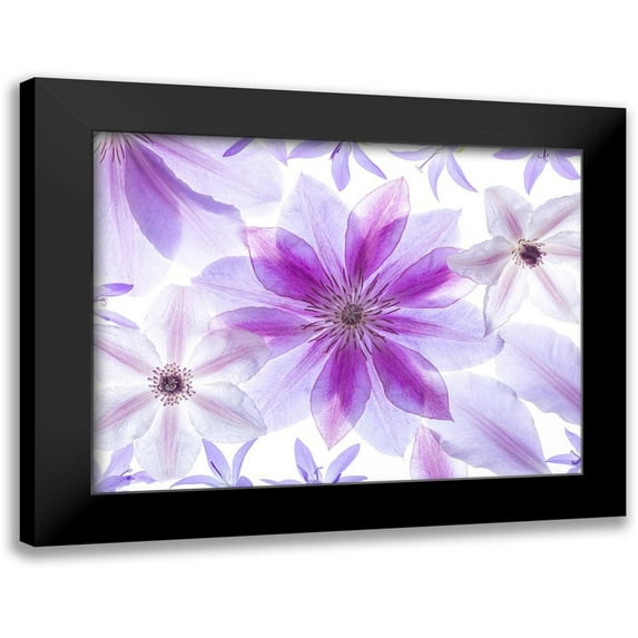 Frank, Assaf 24x19 Black Modern Framed Museum Art Print Titled - Clematis flowers