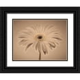 thumbnail image 1 of Frank, Assaf 24x19 Black Ornate Wood Framed with Double Matting Museum Art Print Titled - AF20110820 Gerbera 028C01PC04, 1 of 4