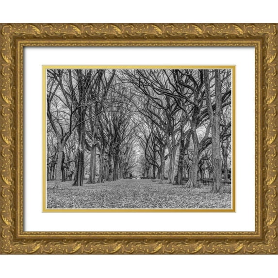 Frank, Assaf 24x19 Gold Ornate Wood Framed with Double Matting Museum Art Print Titled - Rows of trees in Central park, New York