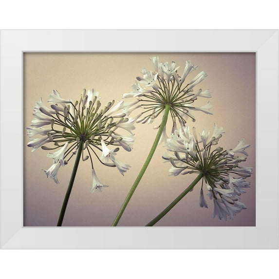 Frank, Assaf 24x19 White Modern Wood Framed Museum Art Print Titled - African Lilies