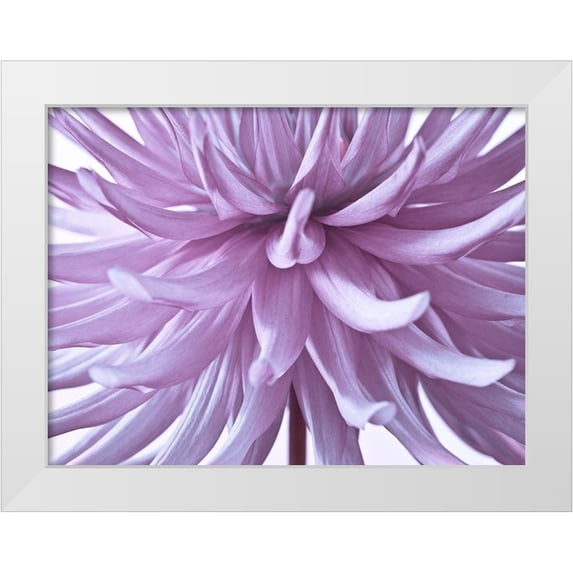 Frank, Assaf 24x19 White Modern Wood Framed Museum Art Print Titled - Dahlia Flower