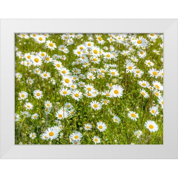 Frank, Assaf 24x19 White Modern Wood Framed Museum Art Print Titled - Daisy flowers