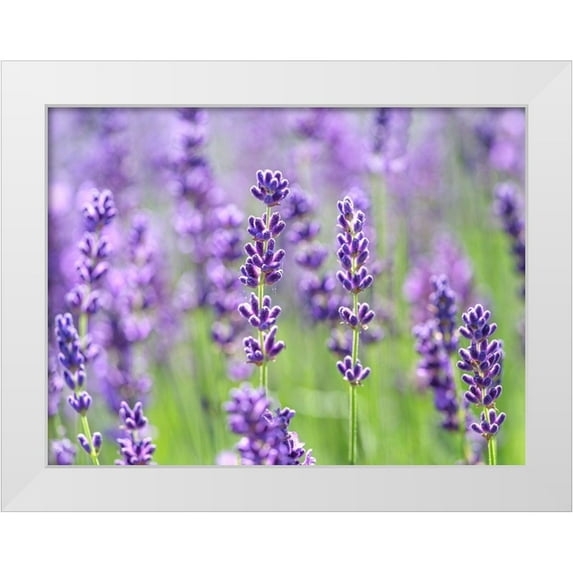 Frank, Assaf 24x19 White Modern Wood Framed Museum Art Print Titled - Lavender