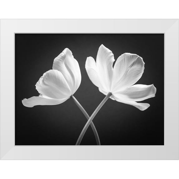 Frank, Assaf 24x19 White Modern Wood Framed Museum Art Print Titled - Two Tulip flowers crossed, FTBR-1822