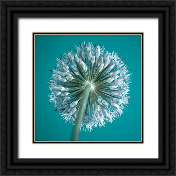 Frank, Assaf 26x26 Black Ornate Wood Framed with Double Matting Museum Art Print Titled - AF20100605 Alliums 167C12