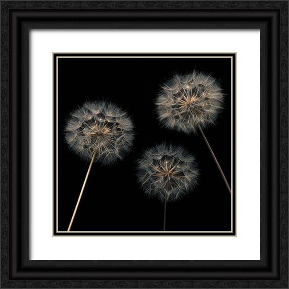 Frank, Assaf 26x26 Black Ornate Wood Framed with Double Matting Museum Art Print Titled - Dandelion flowers over black background