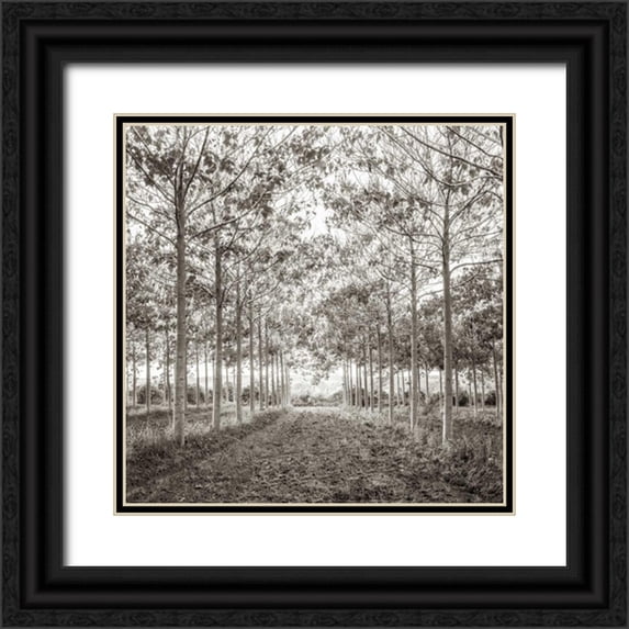 Frank, Assaf 26x26 Black Ornate Wood Framed with Double Matting Museum Art Print Titled - Pathway through trees in forest, AF20151226-078C01