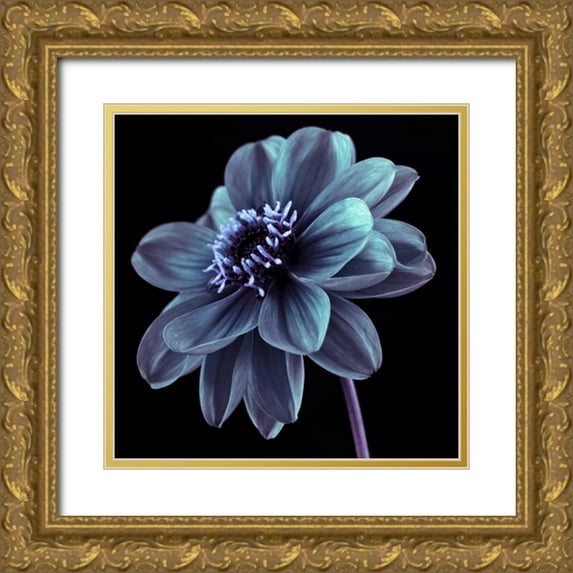 Frank, Assaf 26x26 Gold Ornate Wood Framed with Double Matting Museum Art Print Titled - AF20110818 Dahlia 046C21