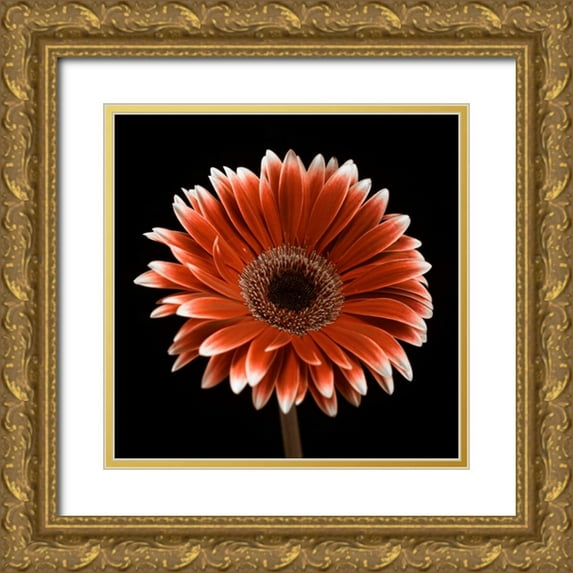 Frank, Assaf 26x26 Gold Ornate Wood Framed with Double Matting Museum Art Print Titled - AF20120911 Gerbera 015C22