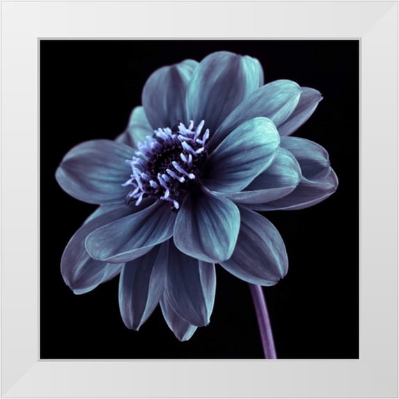 Frank, Assaf 26x26 White Modern Wood Framed Museum Art Print Titled - AF20110818 Dahlia 046C21