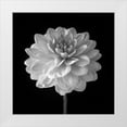 thumbnail image 1 of Frank, Assaf 26x26 White Modern Wood Framed Museum Art Print Titled - Dahlia flower on black background, 1 of 4