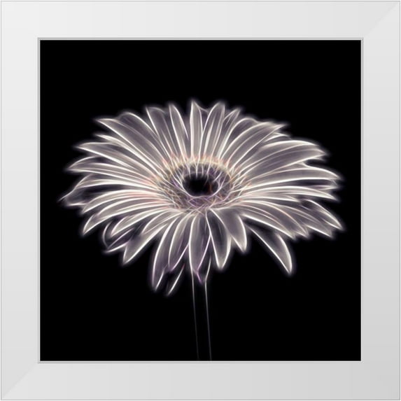 Frank, Assaf 26x26 White Modern Wood Framed Museum Art Print Titled - FTBR 1659 Gerbera