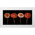 thumbnail image 1 of Frank, Assaf 32x18 White Modern Wood Framed Museum Art Print Titled - AF20120902 Gerberas 059C18, 1 of 4