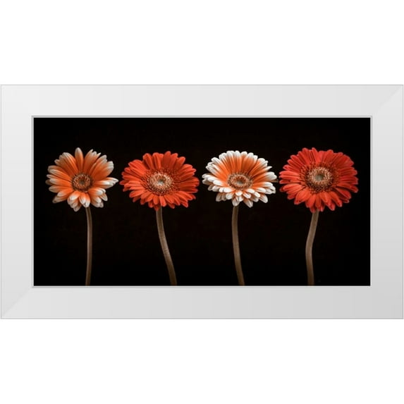 Frank, Assaf 32x18 White Modern Wood Framed Museum Art Print Titled - AF20120902 Gerberas 059C18