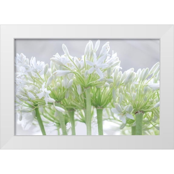 Frank, Assaf 32x23 White Modern Wood Framed Museum Art Print Titled - African Lily I