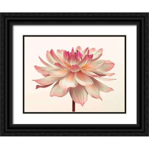 Frank, Assaf 32x25 Black Ornate Wood Framed with Double Matting Museum Art Print Titled - Dahlia Flower