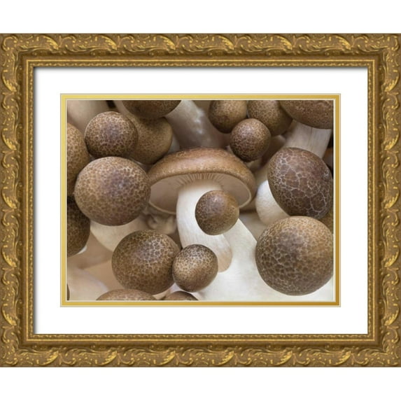 Frank, Assaf 32x25 Gold Ornate Wood Framed with Double Matting Museum Art Print Titled - Close-up of mushrooms