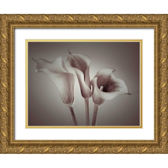 Frank, Assaf 32x25 Gold Ornate Wood Framed with Double Matting Museum Art Print Titled - Close-up of three white Calla Lilies, Studio Shot